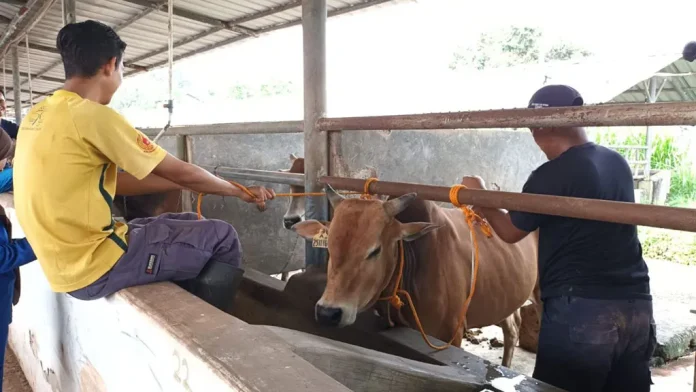 Pusat Perbibitan sapi potpng
